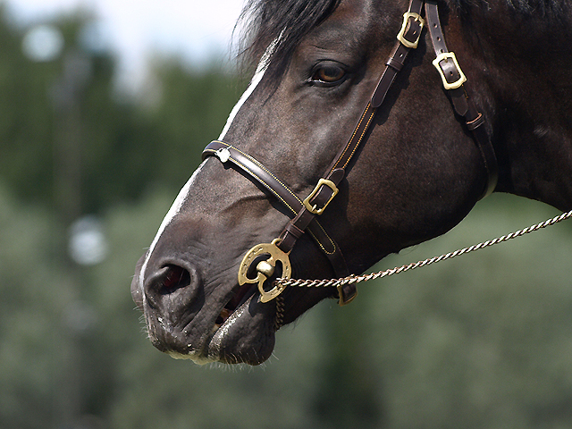 Welsh cob stallion