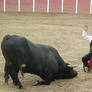 Bullfight demonstration