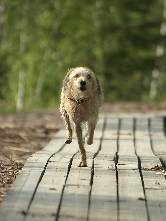 Mixed breed dog 5