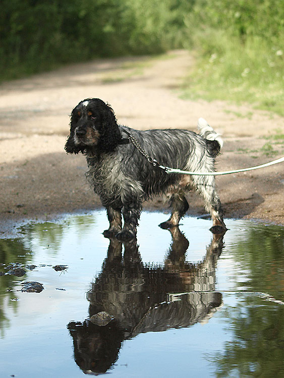 English cocker spaniel