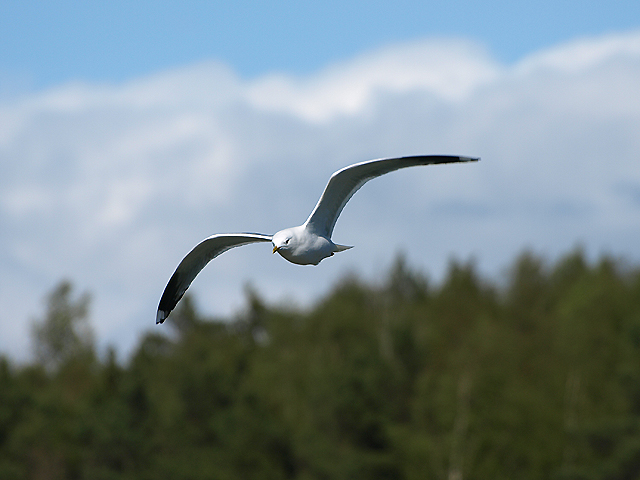 Seagull