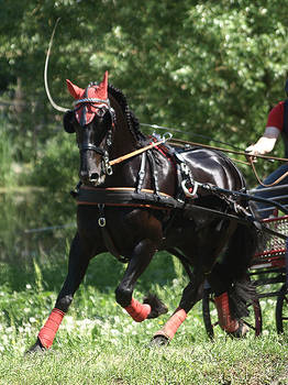 Arabo-friesian sporthorse