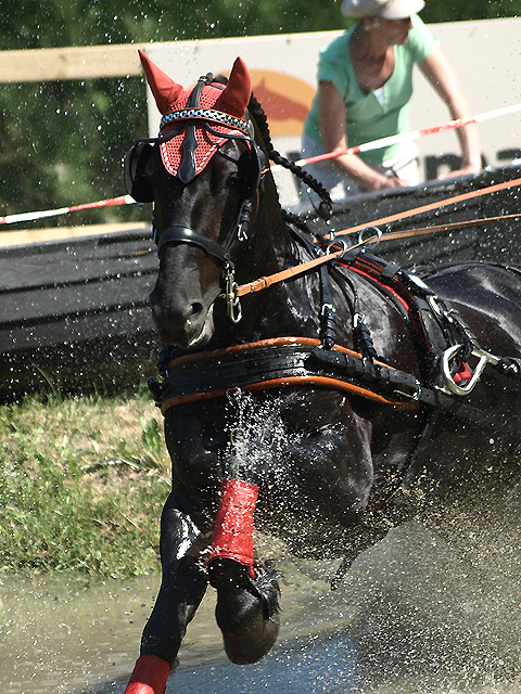 Arabo-friesian sporthorse 2