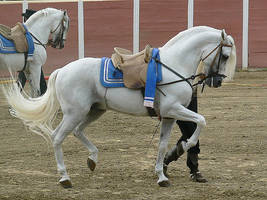 Andalusian horse, cartujano