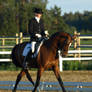 Dressage warmblood