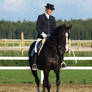 Warmblood dressage