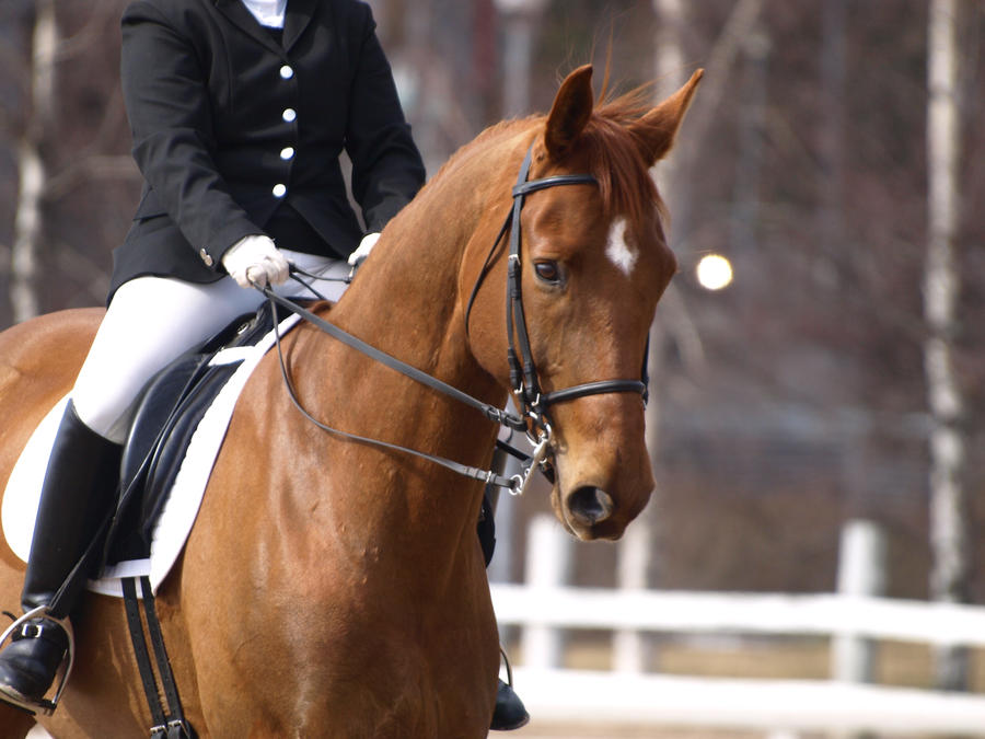 Dressage