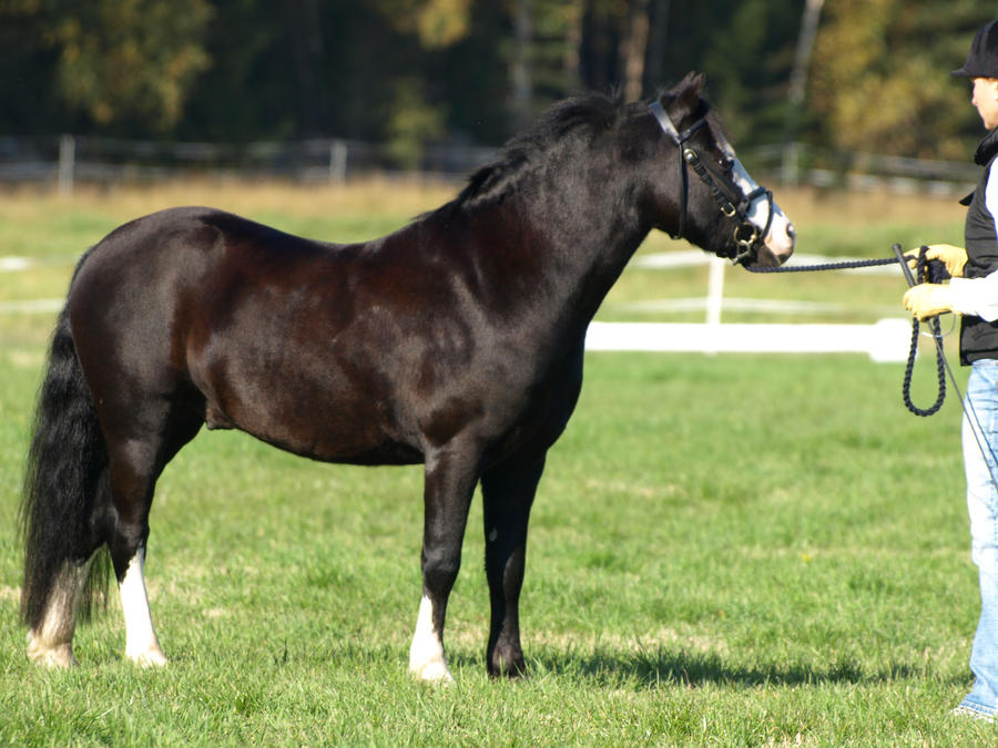 Welsh gelding