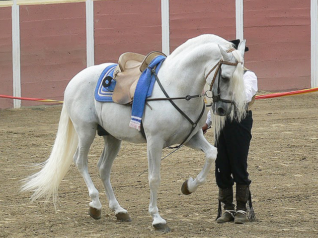 Andalusian