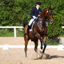 Bay dressage warmblood