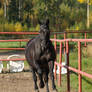 Trakehner mare gallop