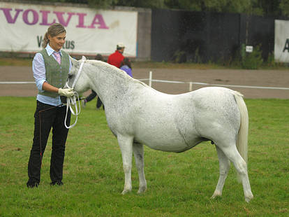 Welsh mountain mare