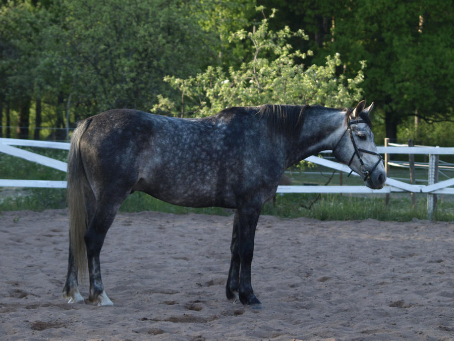 Standardbred x warmblood gelding 3