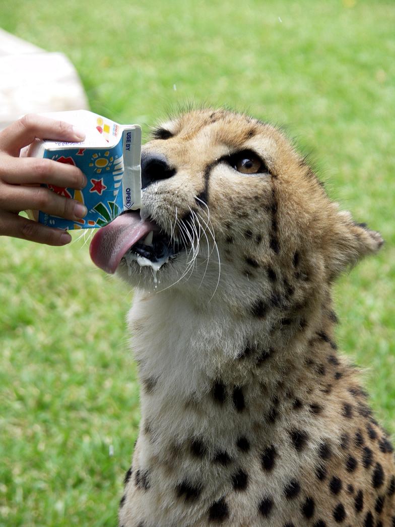 cheetah drinking milk