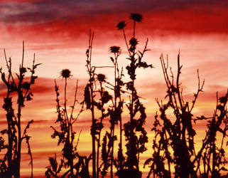 spikey sunset