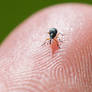 cute little baby weevil