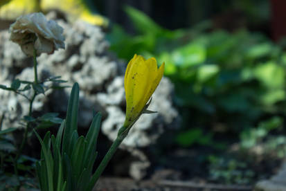 Explore the Best Thecrocus Art | DeviantArt