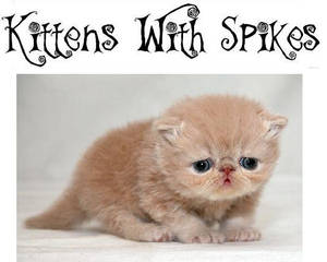 Kittens With Spikes