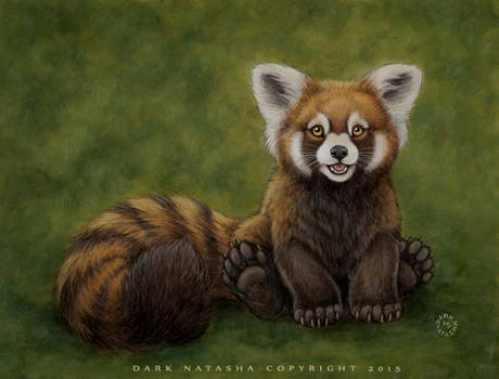 Little Red Panda