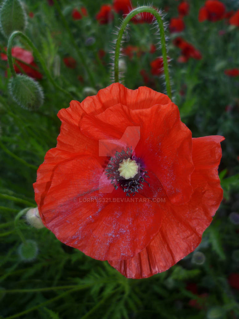 Rustins Poppy poppy by lorrys321 on DeviantArt