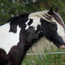 Irish Cob