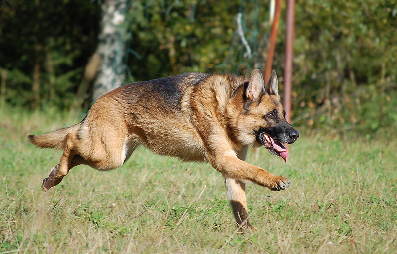 German Shepherd Dog 2