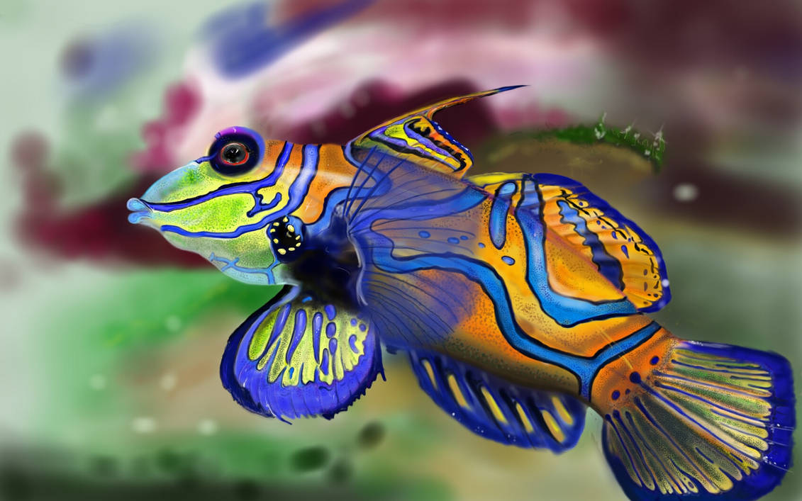 Большие красивые рыбы. Аквариумная рыбка Мандаринка. Мандаринка (китайский окунь). Мандаринка синяя аквариумная рыбка морская. Рыбка Мандаринка глазчатая.