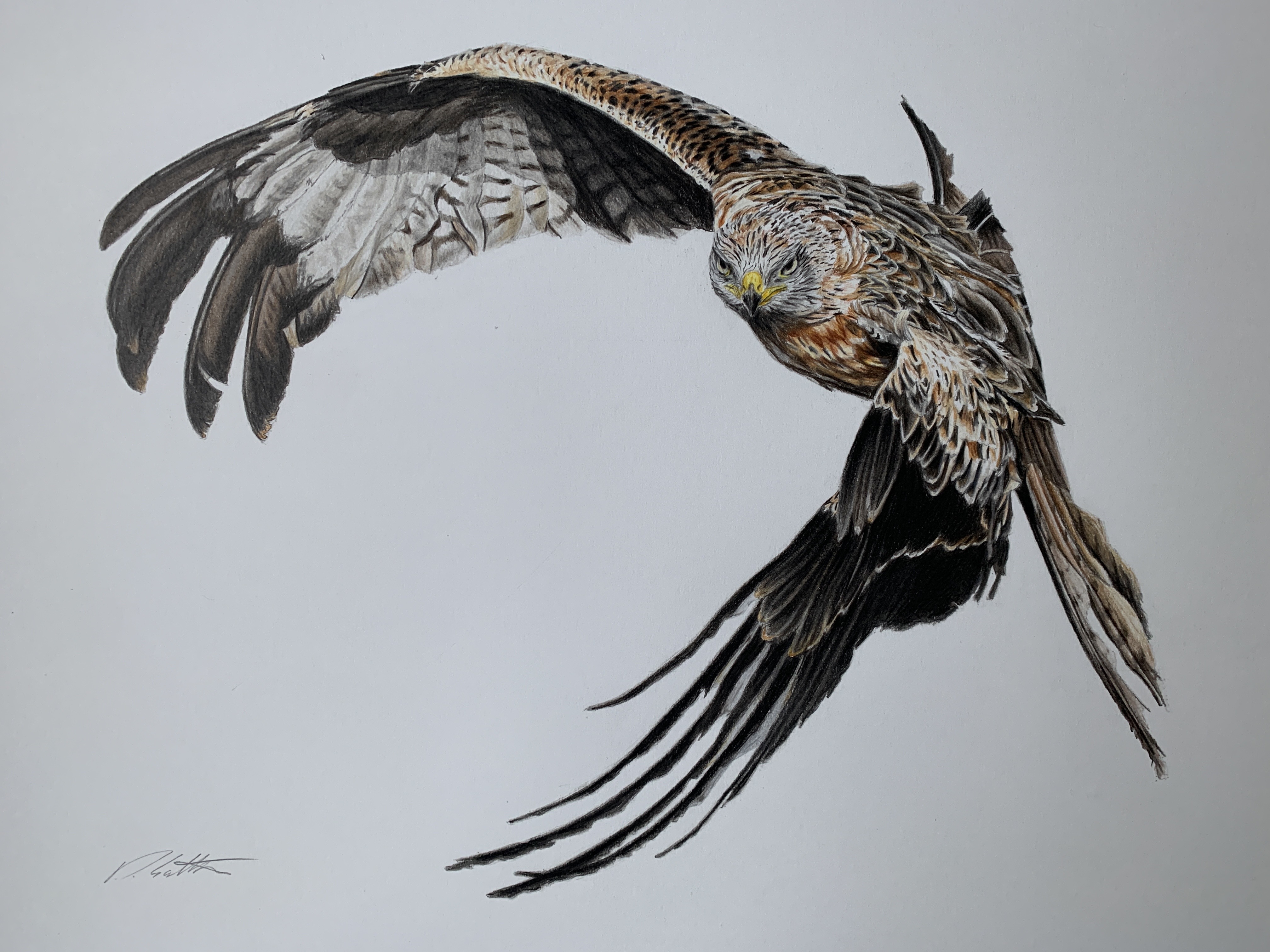 Red Kite By DaveSalter On DeviantArt red-kite-by-davesalter-on-deviantart