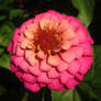 Ombr Zinnia