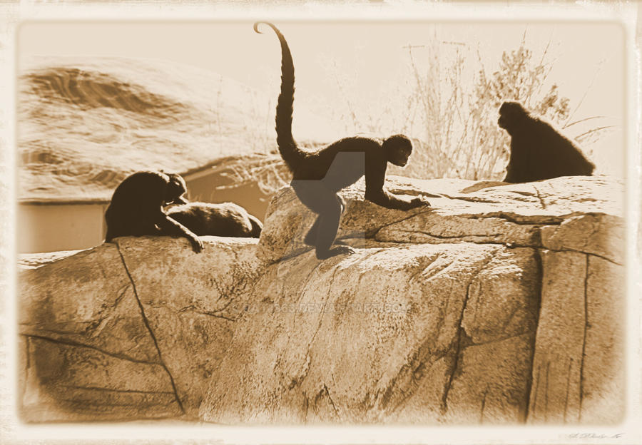 Spider Monkey Deviantart Spider Monkeys by rat1863 on DeviantArt