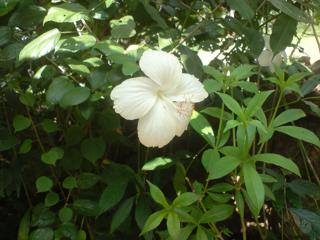 Hibiscus_0056