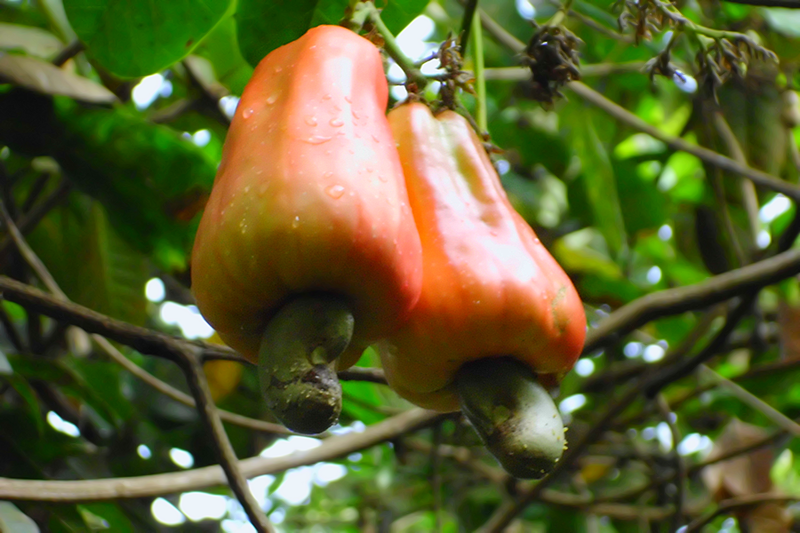 Cashews