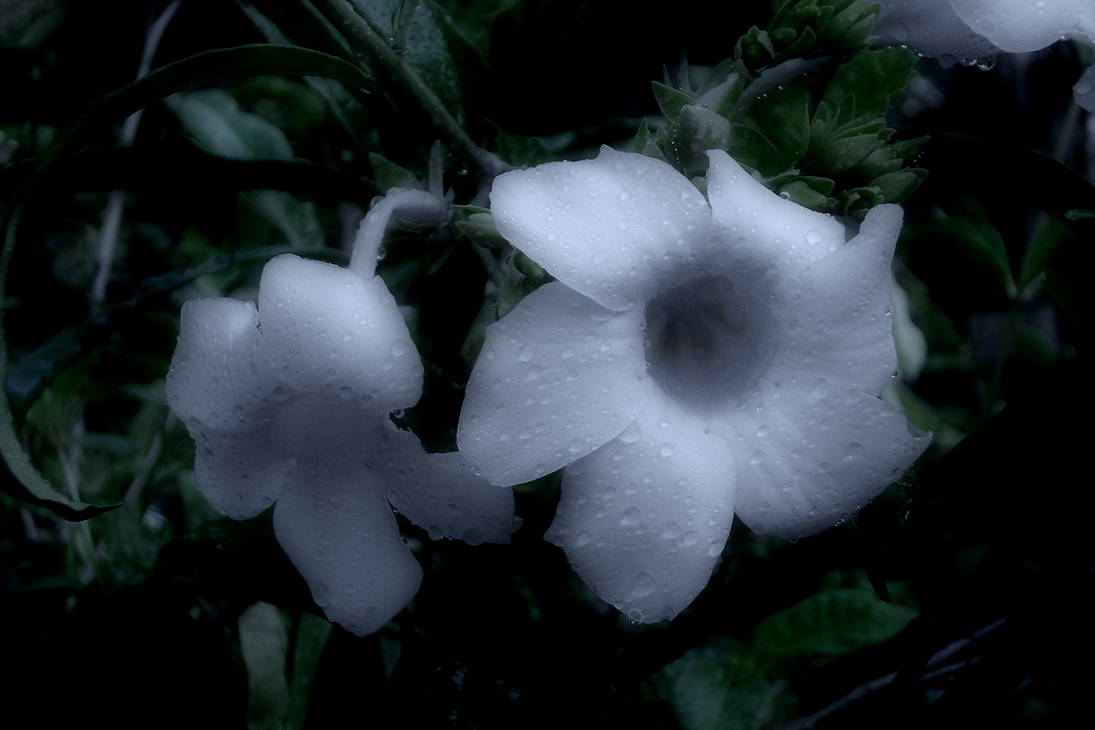 Lovely Flowers_sharp by Shuberth on DeviantArt