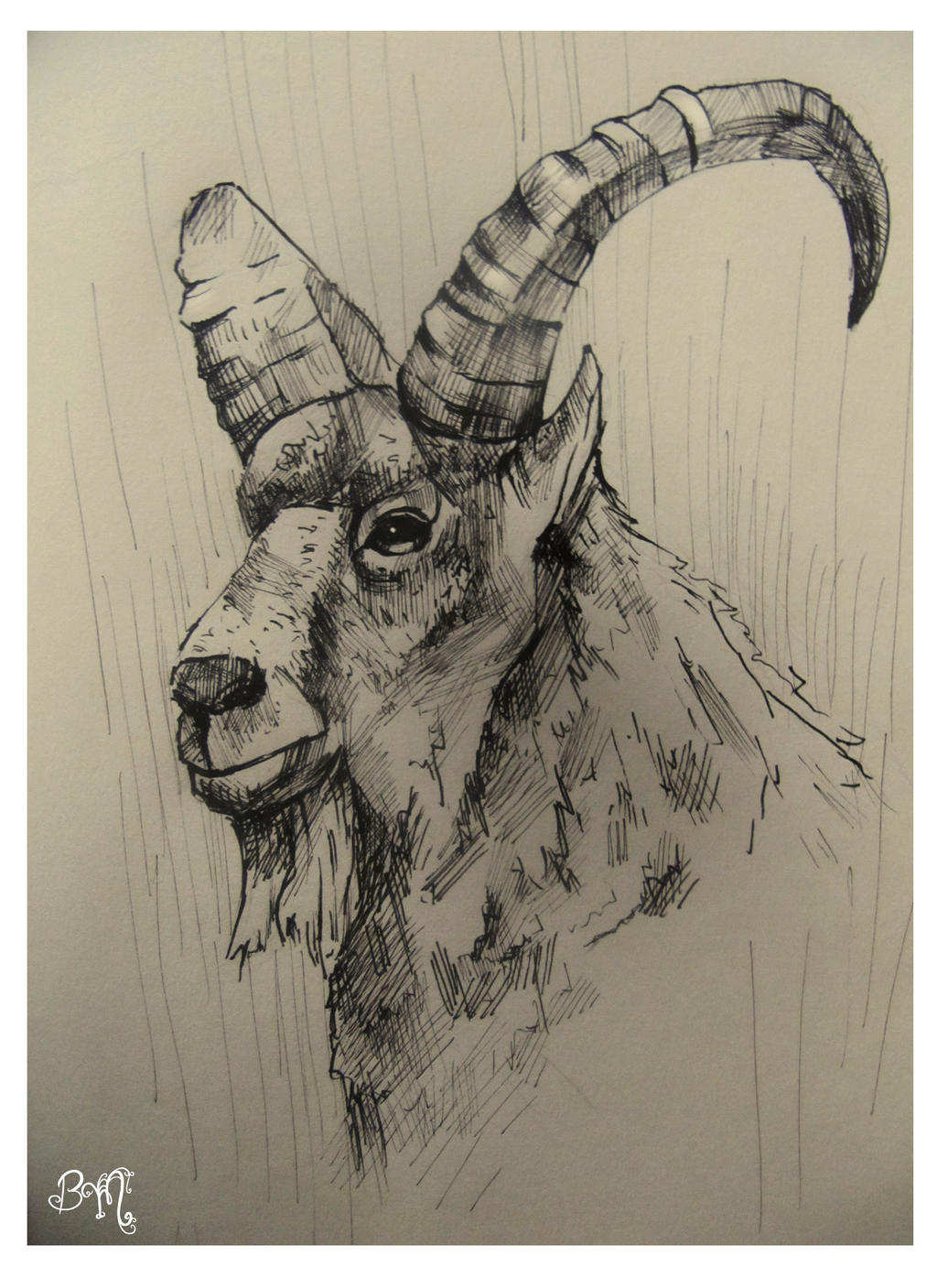 Bouquetin Des Alpes By Isabellamorte666 On Deviantart Bouquetin Des Alpes By Isabellamorte666 On Deviantart