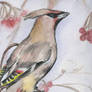 waxwing