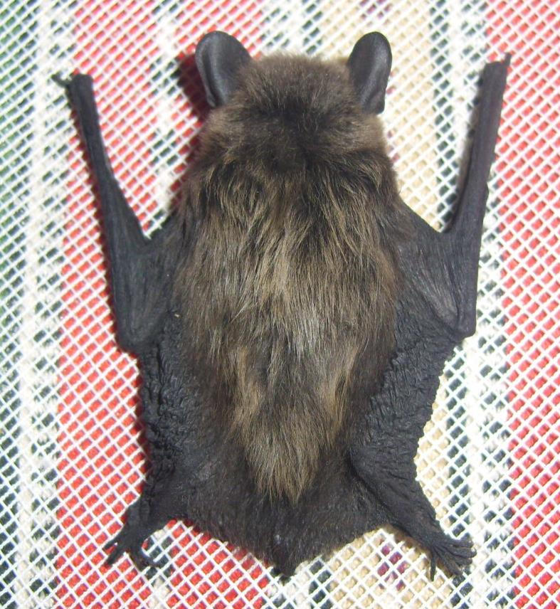 Bat6 by smenaruyo on DeviantArt