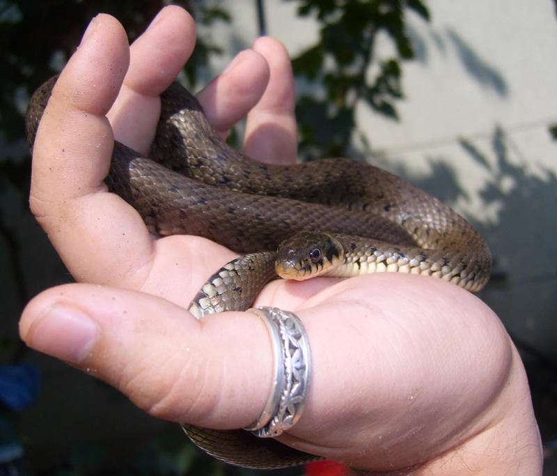 Snakey2 by smenaruyo on DeviantArt