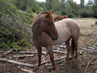 Red Roan Stock 2