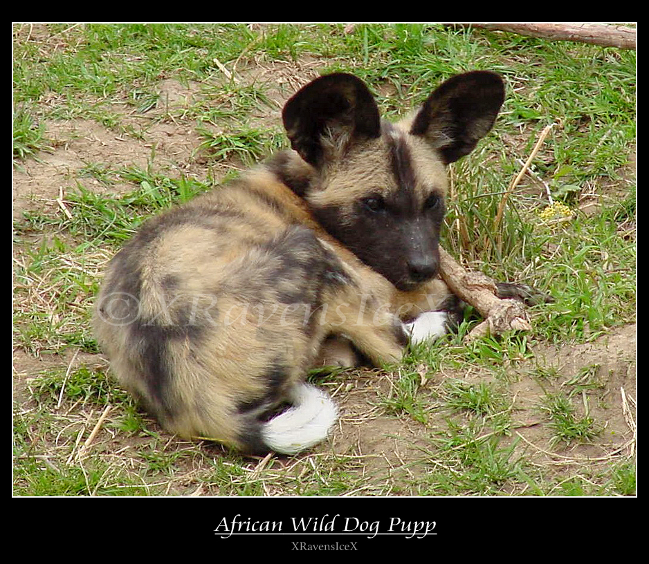 African Wild Dog Pupp