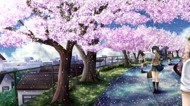 Cherry blossom path