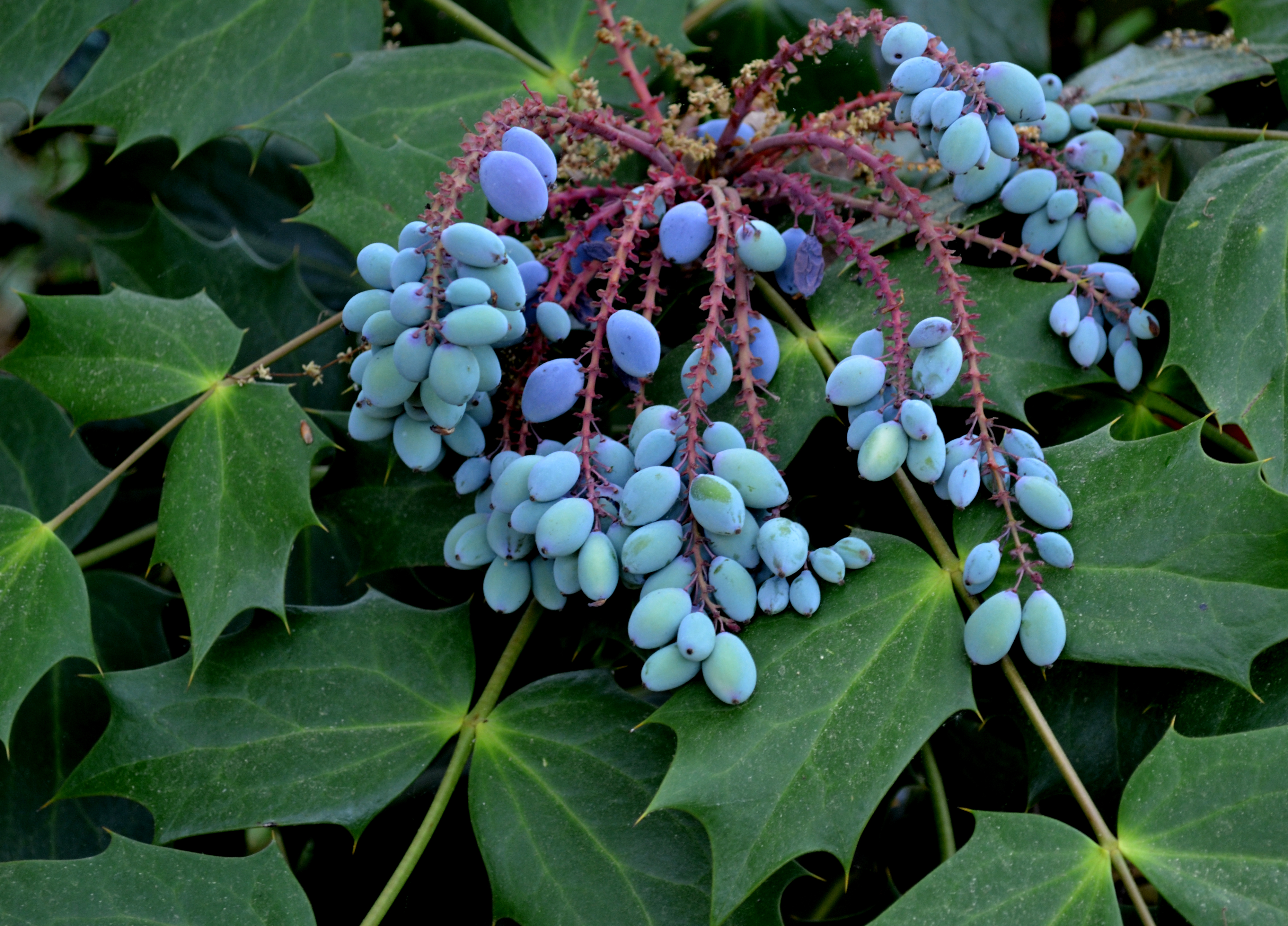 Mahonia sp.