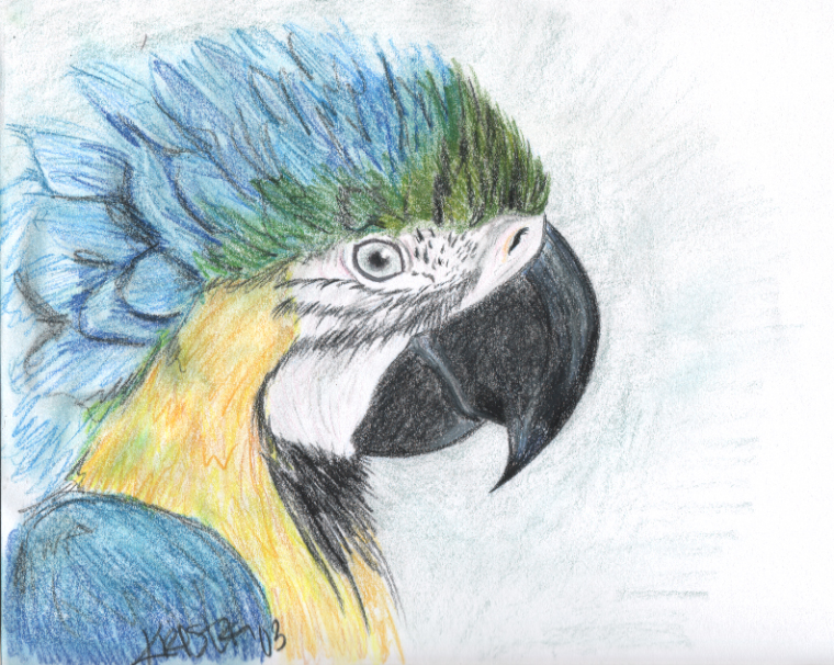 Sallys Macaw