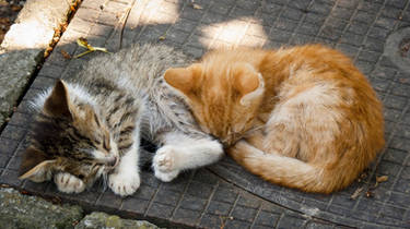 Sleeping Kitties