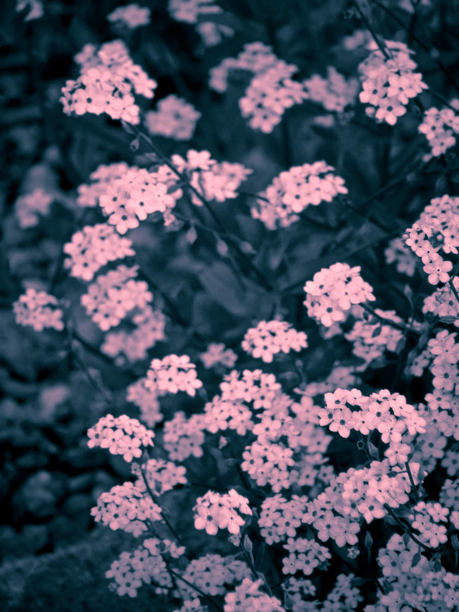 Duotoned Myosotis