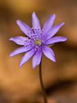 Hepatica transsilvanica 2 by JoeGP