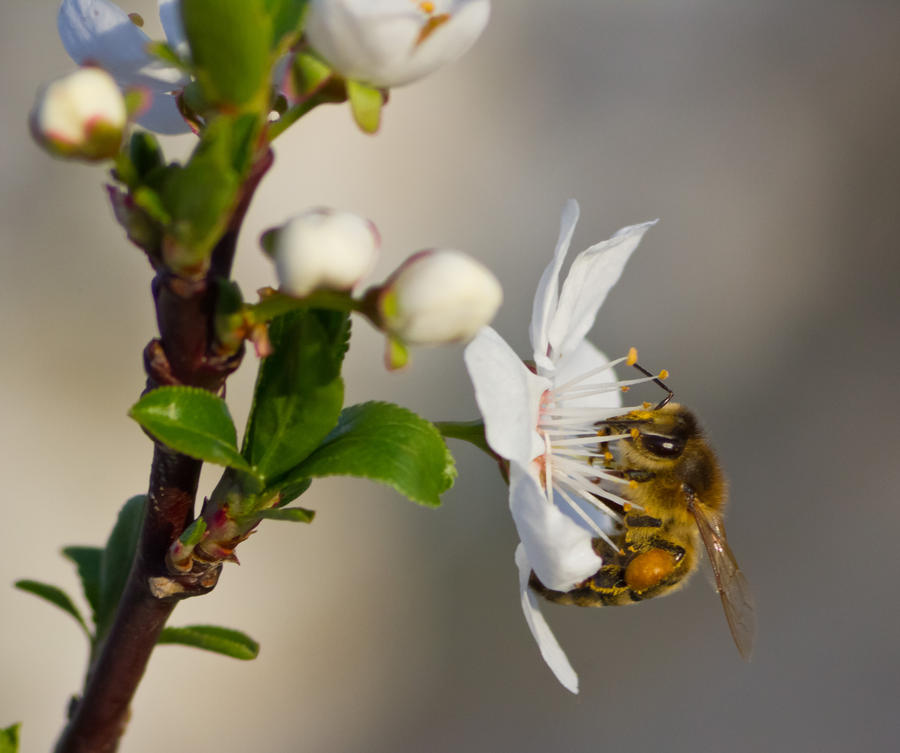 Spring feeding