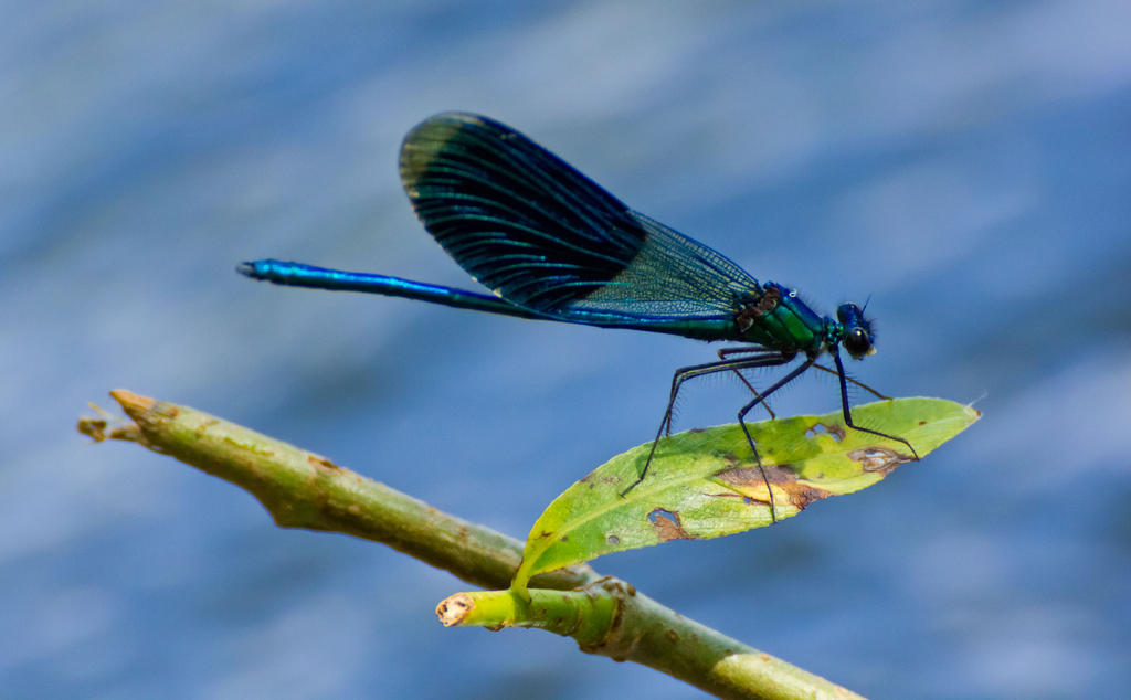 Banded Demoiselle