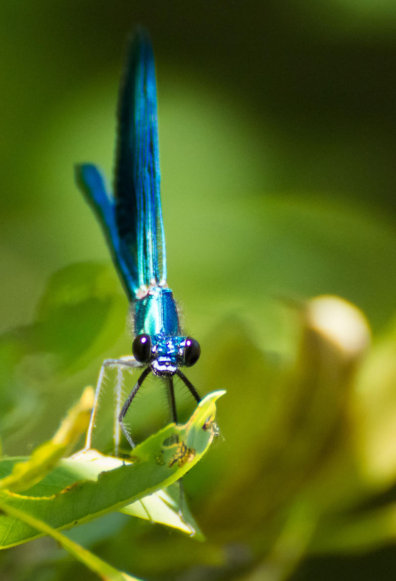 Banded Demoiselle Portrait