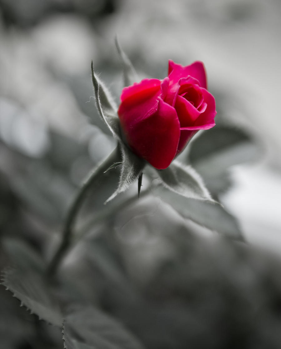 Beauty of a Rose