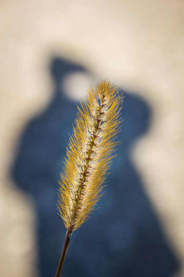 Shadow play by JoeGP
